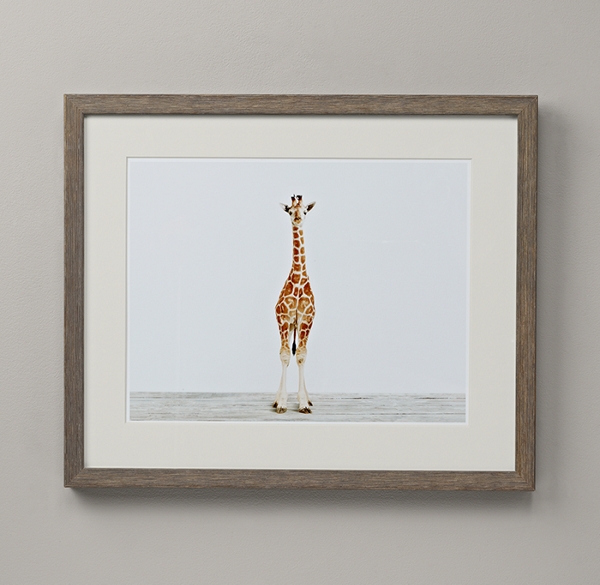 Baby Animal Portrait - Giraffe
