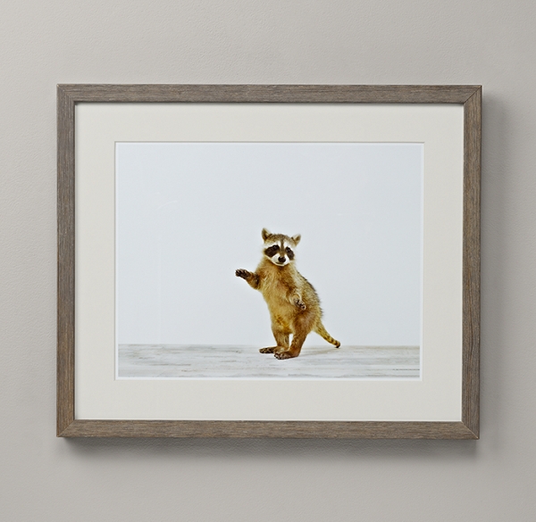 Baby Animal Portrait - Raccoon