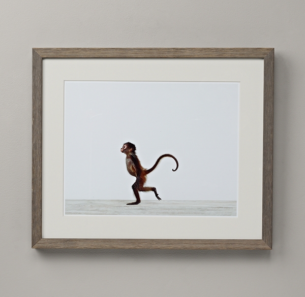 Baby Animal Portrait - Monkey